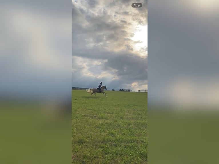 Pony tedesco Giumenta 6 Anni 145 cm Palomino in Schmallenberg