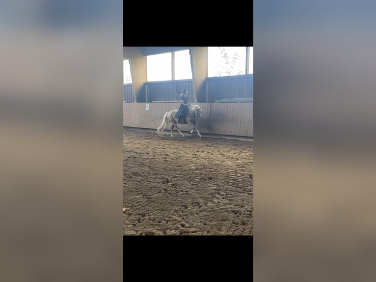 Pony tedesco Giumenta 6 Anni 145 cm Palomino in Schmallenberg
