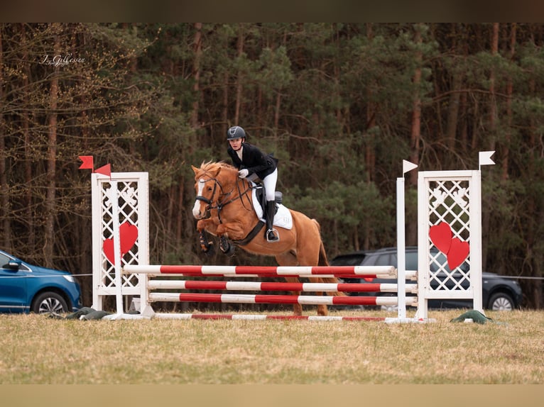 Pony tedesco Mix Giumenta 6 Anni 145 cm Sauro in Löwenberger Land