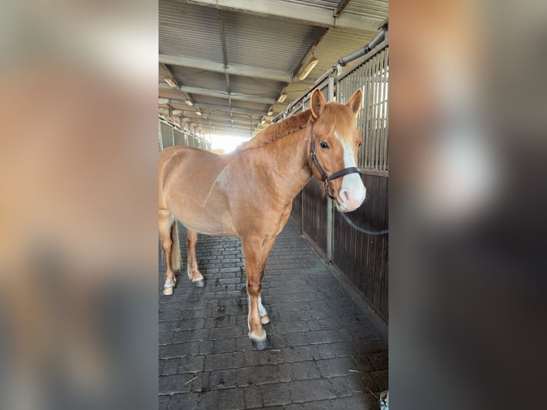 Pony tedesco Mix Giumenta 6 Anni 145 cm Sauro in Löwenberger Land
