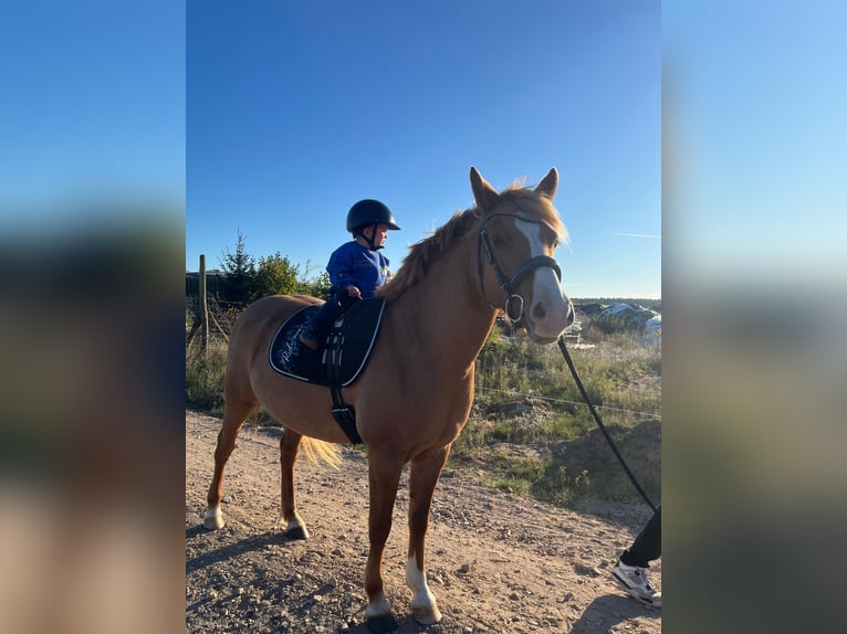 Pony tedesco Mix Giumenta 6 Anni 145 cm Sauro in Löwenberger Land