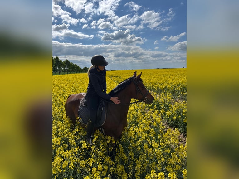 Pony tedesco Giumenta 6 Anni 146 cm  in Schwedt/Oder