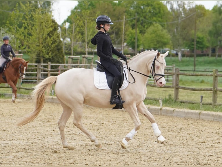 Pony tedesco Giumenta 6 Anni 146 cm Cremello in Hamminkeln
