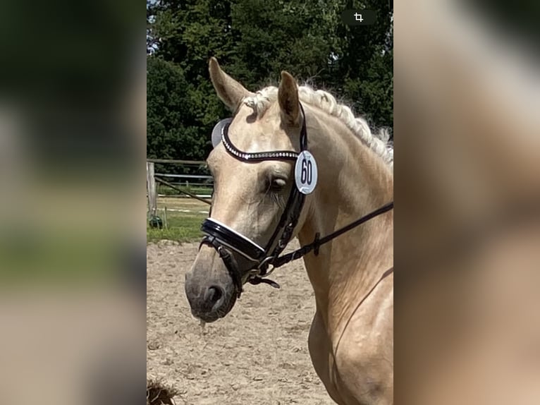 Pony tedesco Giumenta 6 Anni 146 cm Palomino in Achim