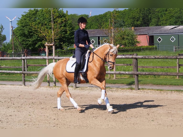 Pony tedesco Giumenta 6 Anni 146 cm Palomino in Laer