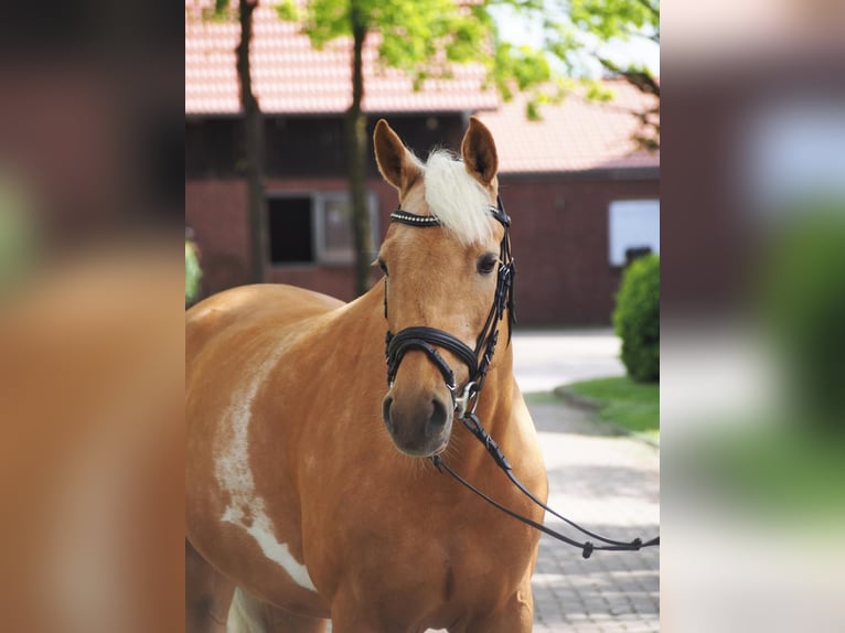Pony tedesco Giumenta 6 Anni 146 cm Palomino in Laer