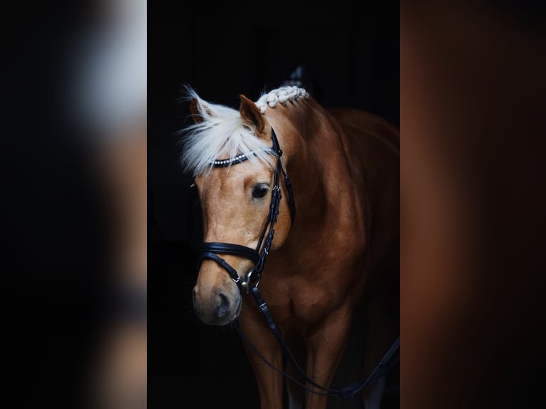 Pony tedesco Giumenta 6 Anni 146 cm Palomino in Laer