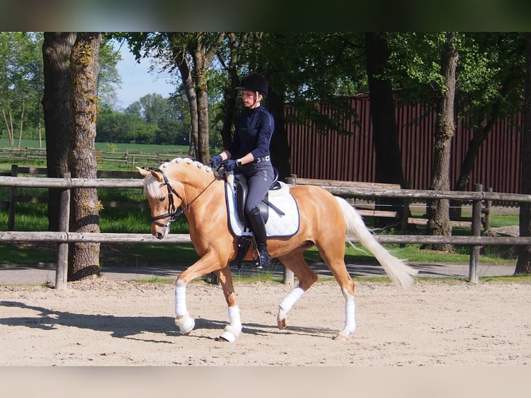 Pony tedesco Giumenta 6 Anni 146 cm Palomino in Laer