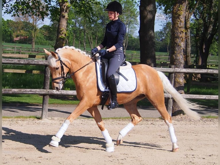 Pony tedesco Giumenta 6 Anni 146 cm Palomino in Laer