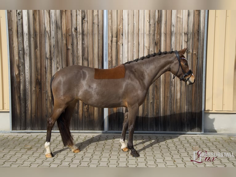 Pony tedesco Giumenta 6 Anni 147 cm Baio in Weißenburg in Bayern