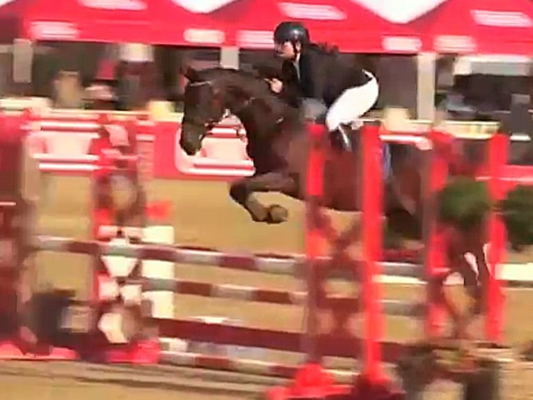 Pony tedesco Giumenta 6 Anni 147 cm Baio in Löningen