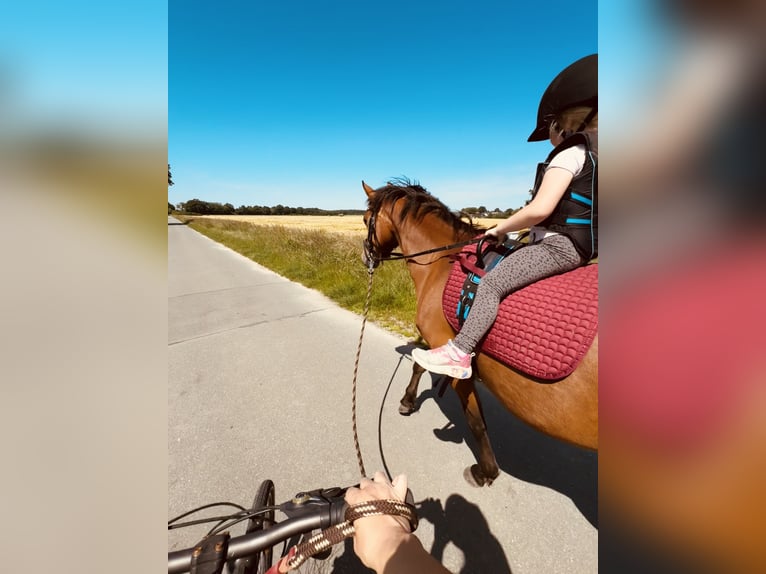 Pony tedesco Giumenta 6 Anni 147 cm Baio in Etingen