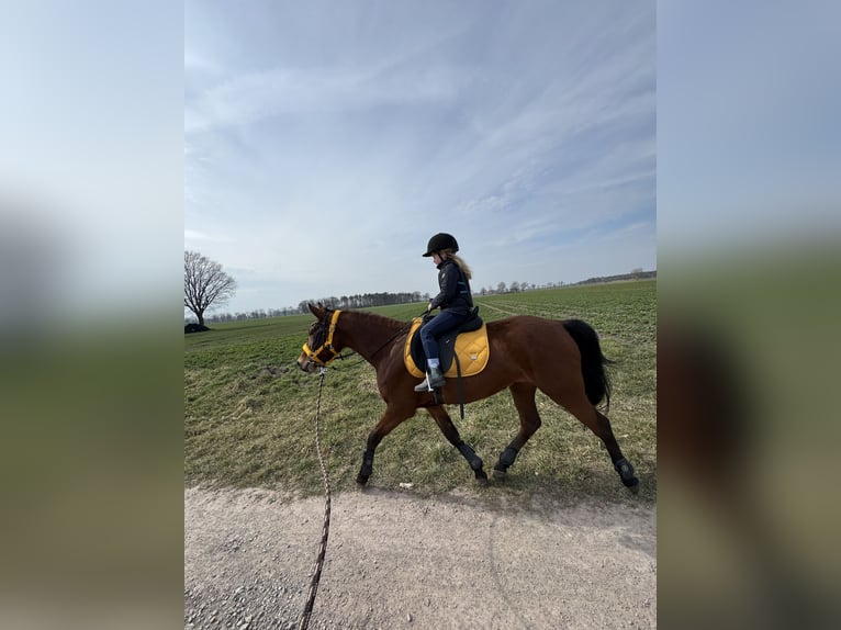 Pony tedesco Giumenta 6 Anni 147 cm Baio in Etingen