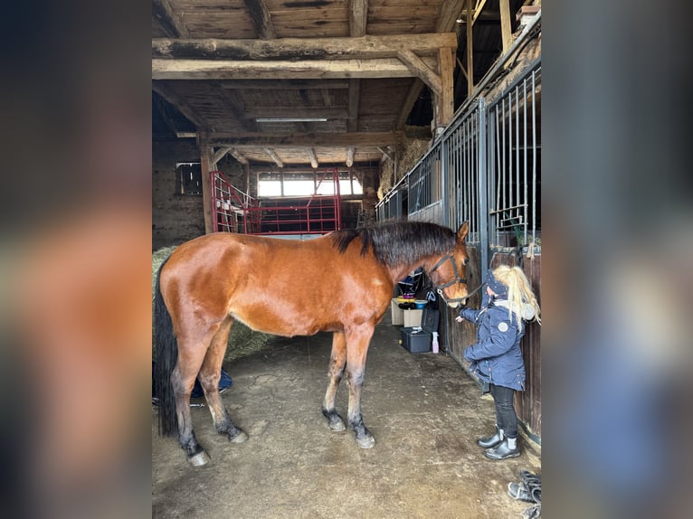 Pony tedesco Giumenta 6 Anni 147 cm Baio in Etingen
