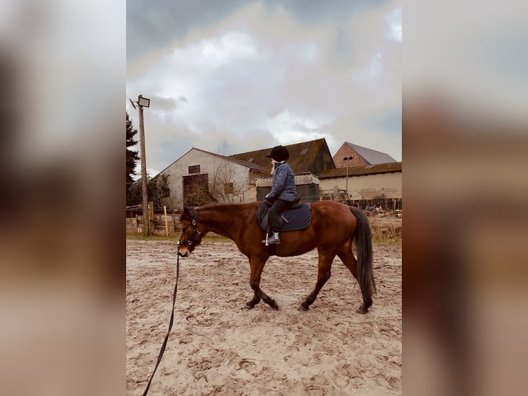 Pony tedesco Giumenta 6 Anni 147 cm Baio in Etingen