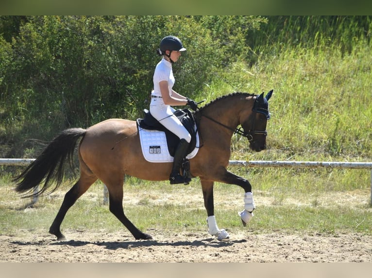 Pony tedesco Giumenta 6 Anni 147 cm Falbo in Priborn