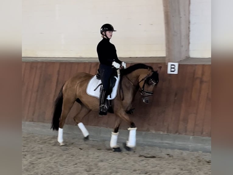 Pony tedesco Giumenta 6 Anni 147 cm Falbo in Breiholz