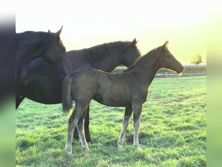 Pony tedesco Giumenta 6 Anni 147 cm Morello in Beelen