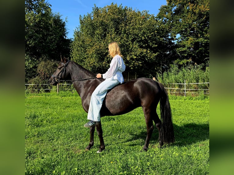 Pony tedesco Giumenta 6 Anni 147 cm Morello in Beelen