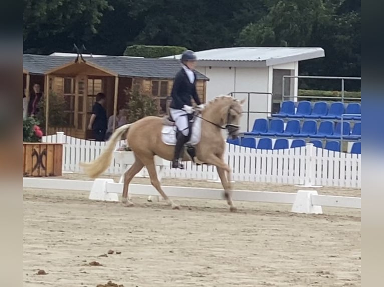 Pony tedesco Giumenta 6 Anni 147 cm Palomino in Achim