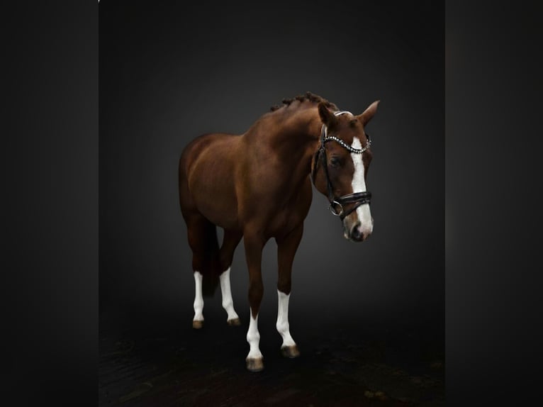 Pony tedesco Giumenta 6 Anni 147 cm Sauro in Lommel