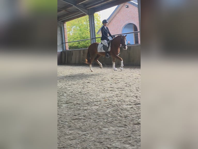 Pony tedesco Giumenta 6 Anni 147 cm Sauro in Lommel