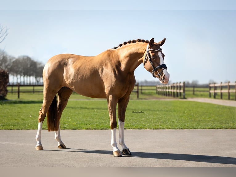 Pony tedesco Giumenta 6 Anni 147 cm Sauro in Oost West en Middelbeers