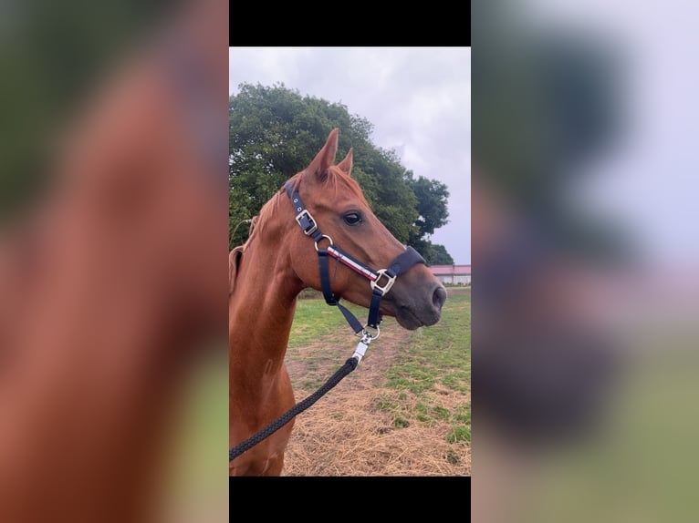 Pony tedesco Giumenta 6 Anni 147 cm Sauro in Duvensee