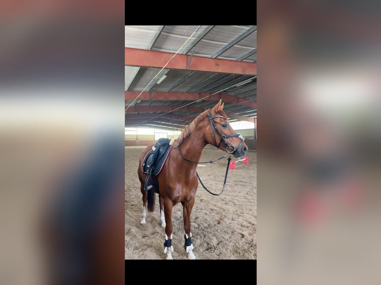 Pony tedesco Giumenta 6 Anni 147 cm Sauro in Duvensee
