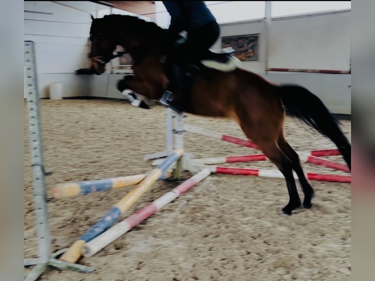 Pony tedesco Giumenta 6 Anni 148 cm Baio in Sottrum