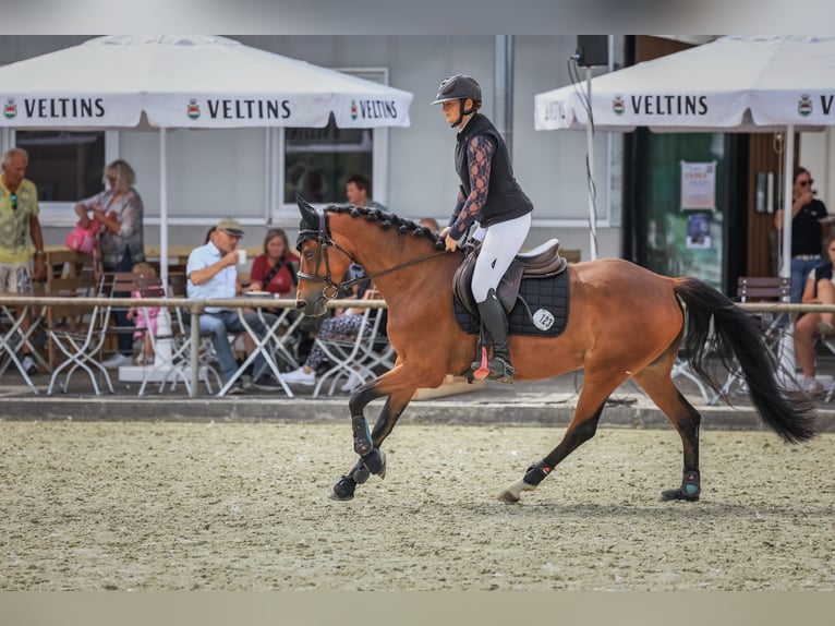 Pony tedesco Giumenta 6 Anni 148 cm Baio in Osterwald