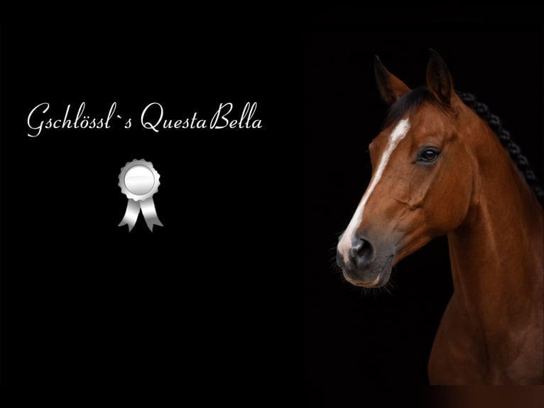 Pony tedesco Giumenta 6 Anni 148 cm Baio in Fraunberg