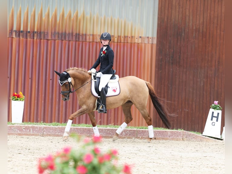 Pony tedesco Giumenta 6 Anni 148 cm Falbo in Stuhr