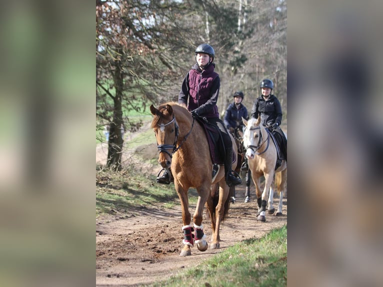 Pony tedesco Giumenta 6 Anni 148 cm Falbo in Stuhr