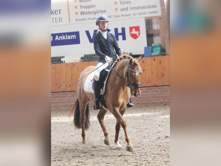 Pony tedesco Giumenta 6 Anni 148 cm Falbo in Stuhr