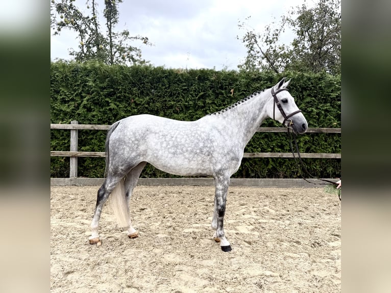 Pony tedesco Giumenta 6 Anni 148 cm Grigio in Lohne (Oldenburg)