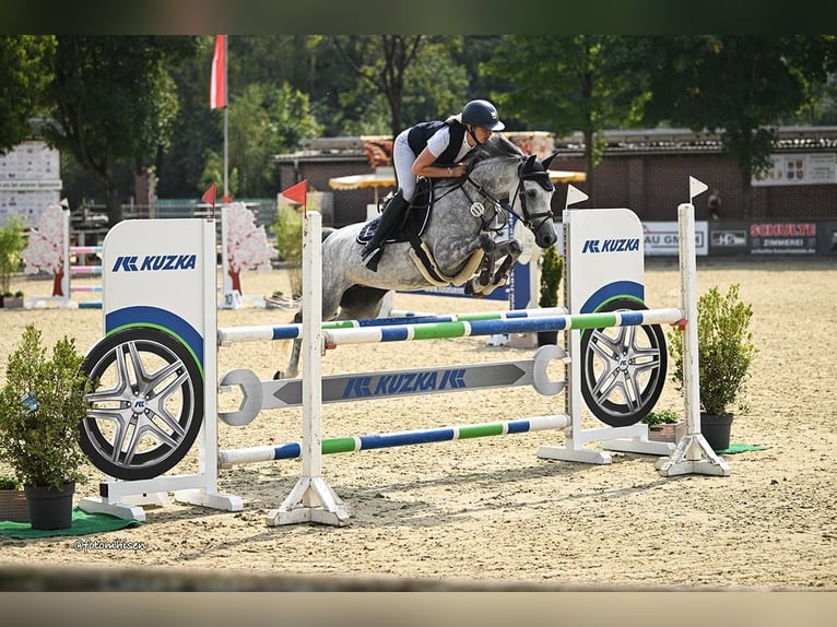 Pony tedesco Giumenta 6 Anni 148 cm Grigio in Lohne (Oldenburg)