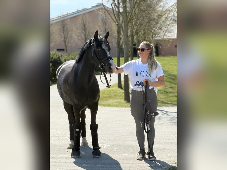 Pony tedesco Giumenta 6 Anni 148 cm Morello in Phöben