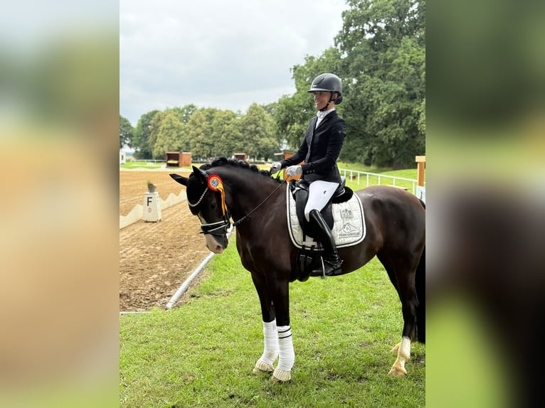 Pony tedesco Giumenta 6 Anni 148 cm Morello in Phöben