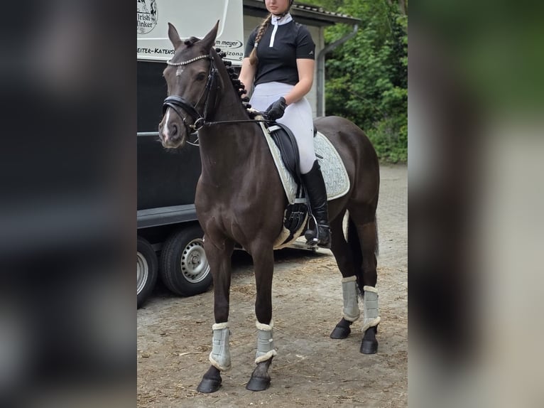 Pony tedesco Giumenta 6 Anni 148 cm Morello in Winsen (Aller)