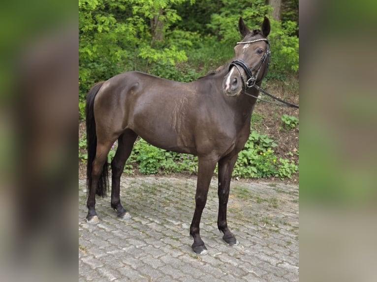 Pony tedesco Giumenta 6 Anni 148 cm Morello in Winsen (Aller)
