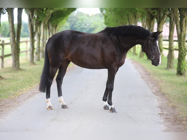 Pony tedesco Giumenta 6 Anni 148 cm Morello in Melle