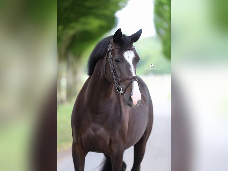 Pony tedesco Giumenta 6 Anni 148 cm Morello in Melle