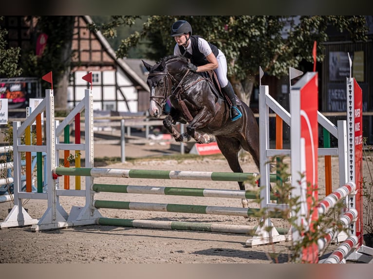 Pony tedesco Giumenta 6 Anni 148 cm Morello in Melle