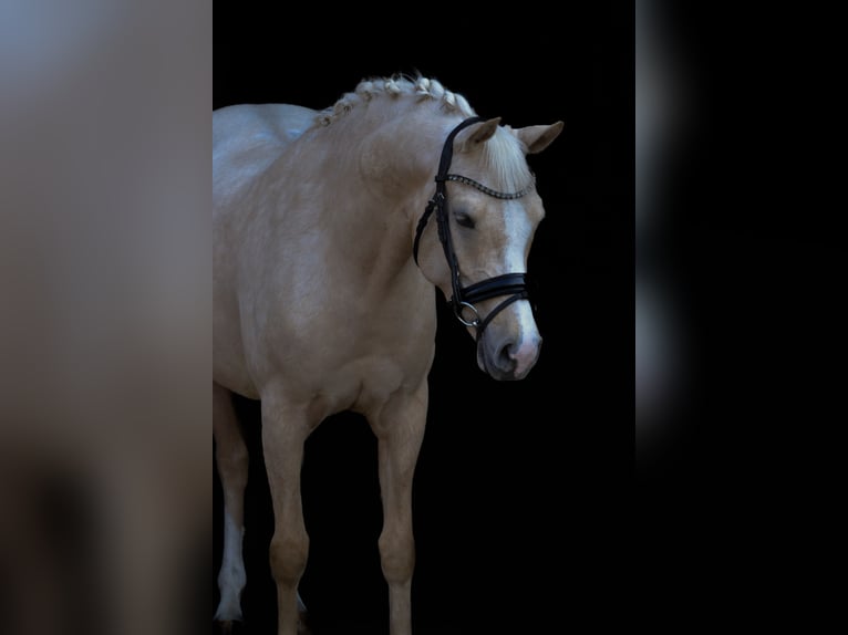 Pony tedesco Giumenta 6 Anni 148 cm Palomino in Stuhr