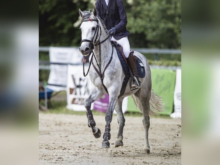 Pony tedesco Giumenta 6 Anni 148 cm Può diventare grigio in Werne