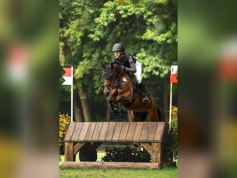 Pony tedesco Giumenta 6 Anni 149 cm Baio in TönisvorstTönisvorst