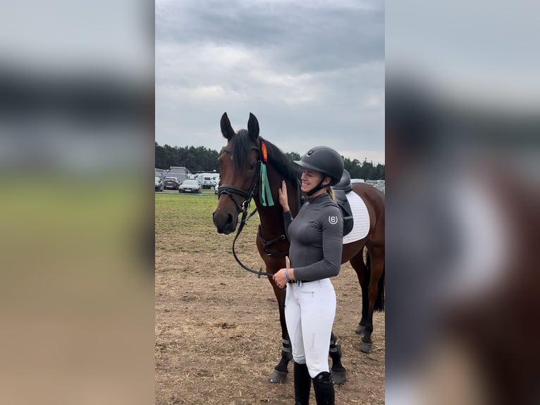 Pony tedesco Giumenta 6 Anni 149 cm Baio in TönisvorstTönisvorst