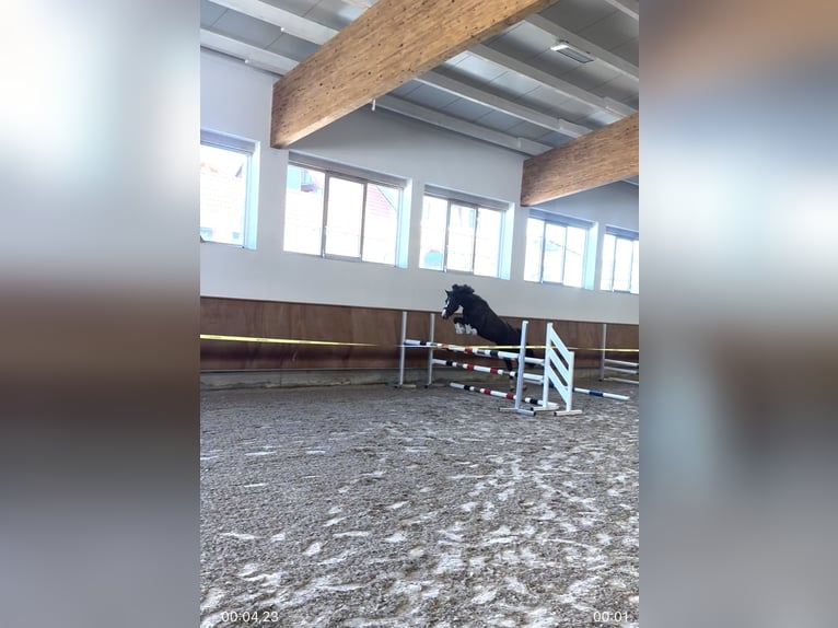 Pony tedesco Giumenta 6 Anni 151 cm Baio scuro in H&#xFC;lben