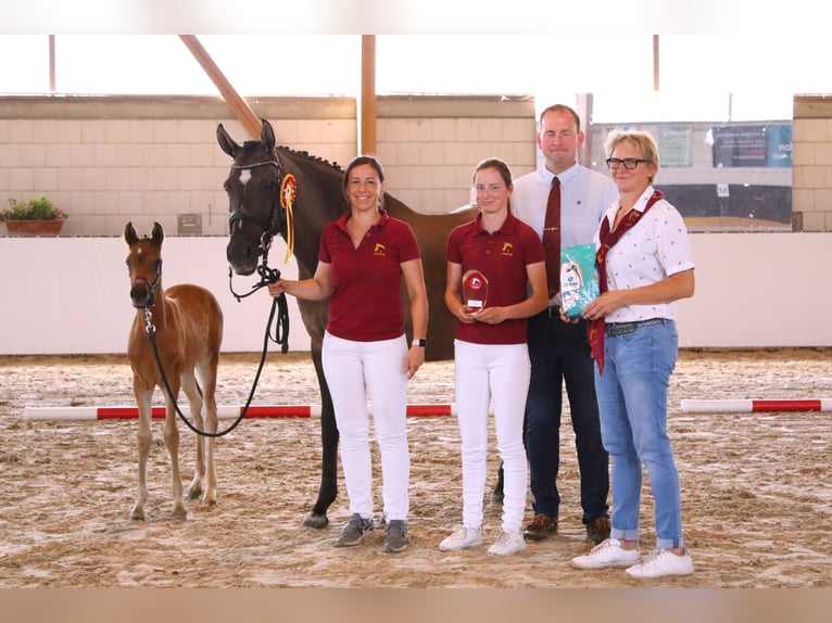 Pony tedesco Giumenta 6 Anni 152 cm in Kloster Lehnin